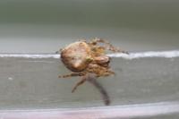 Gibbaranea gibbosa