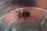 Linyphia triangularis