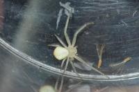 Misumena vatia