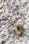 Zygiella x-notata
