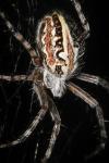 Aculepeira armida