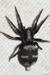 Aphantaulax cincta