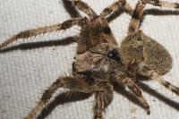 Araneus angulatus
