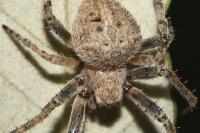 Neoscona subfusca