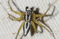 Oxyopes lineatus