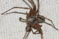 Philodromus