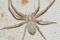 Philodromus