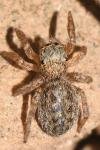 Euophrys