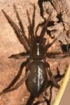 Gnaphosidae