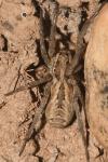 Lycosa tarantula