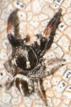 Pellenes brevis