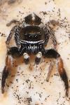 Pellenes brevis