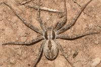Thanatus vulgaris