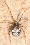 Theridion hannoniae
