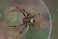 Araneus marmoreus