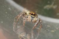 Carrhotus xanthogramma