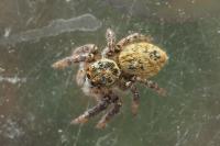 Carrhotus xanthogramma