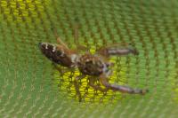 Mendoza canestrinii