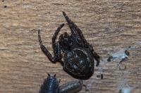 Nuctenea umbratica