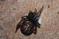 Steatoda bipunctata