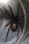 Steatoda nobilis