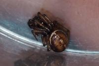 Steatoda bipunctata