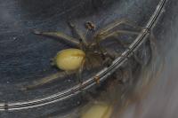 Cheiracanthium