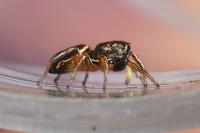 Heliophanus auratus