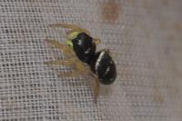 Heliophanus