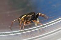 Heliophanus auratus