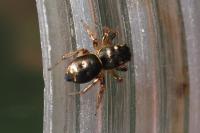 Heliophanus auratus