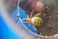 Argiope bruennichi