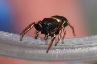 Heliophanus auratus