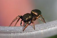 Heliophanus auratus