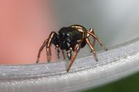 Heliophanus auratus