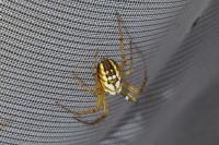Mangora acalypha