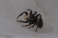 Evarcha arcuata