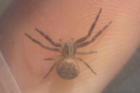 Xysticus