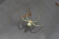 Misumena vatia
