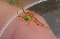 Ebrechtella tricuspidata