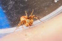 Oxyopes