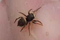 Heliophanus auratus