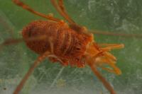 Phalangium opilio