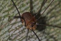 Leiobunum blackwallii