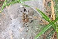 Agelena labyrinthica