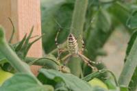 Argiope bruennichi