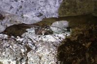 Tegenaria parietina