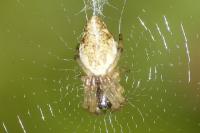 Cyclosa