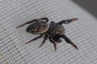 Sibianor aurocinctus