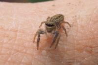 Marpissa radiata